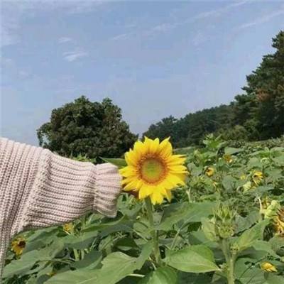 加帝斯英雄手游下载